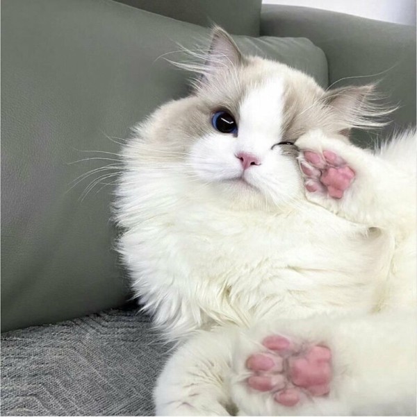 스포츠중계,무료스포츠중계,해외스포츠중계