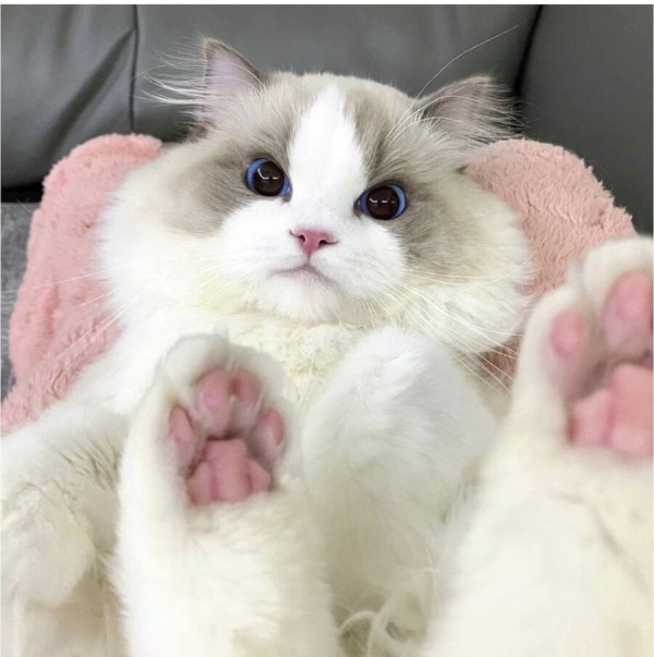 스포츠중계,무료스포츠중계,해외스포츠중계